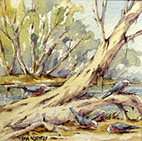 Galahs by the River